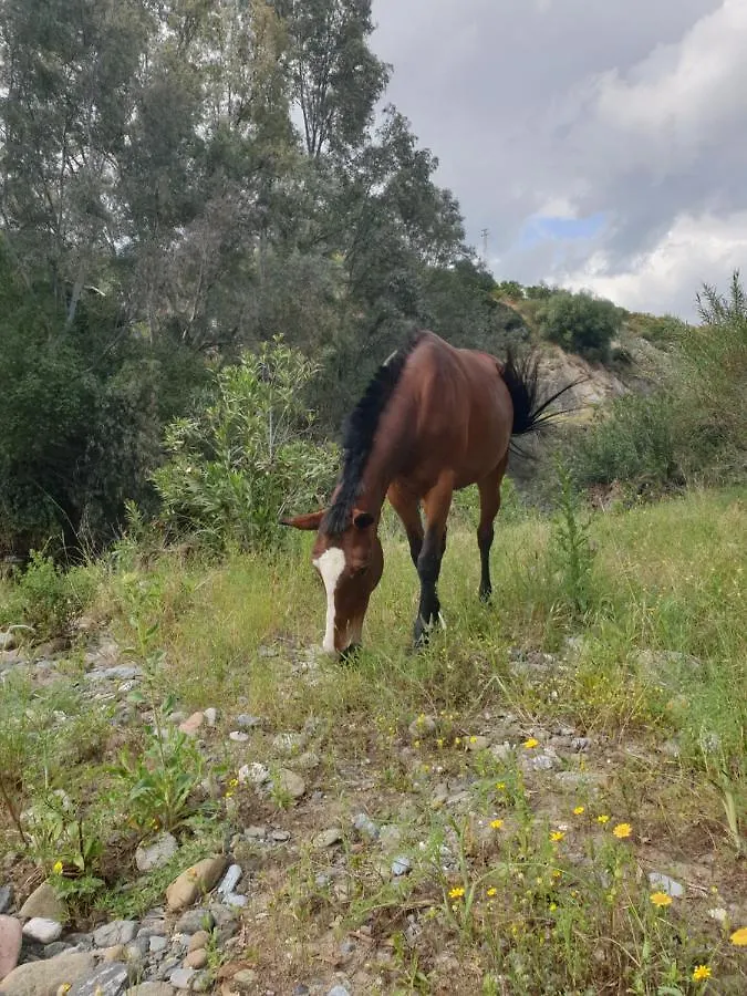 Finca Los Natachos Coin